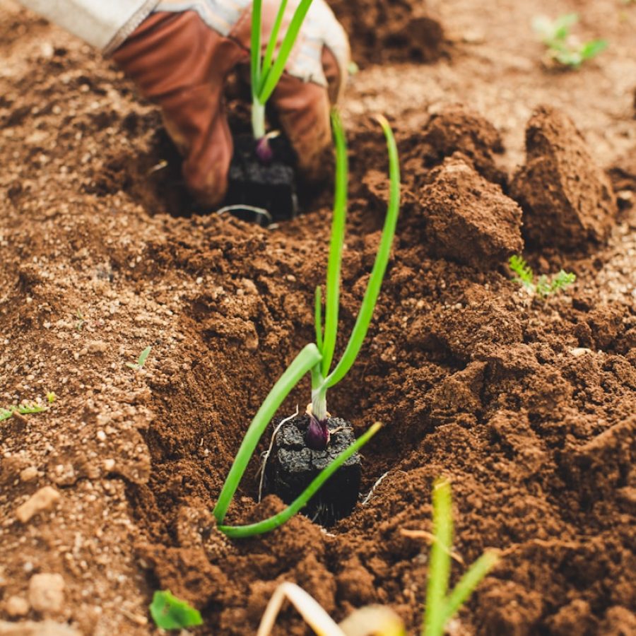 green snake on brown soil